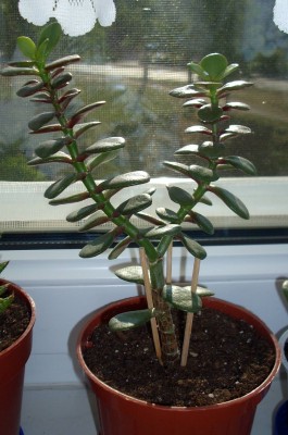 Crassula ovata Nr.2.jpg