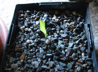 DSCN0700.JPG