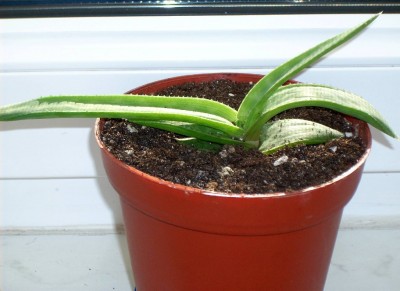 Aloe saponaria.jpg