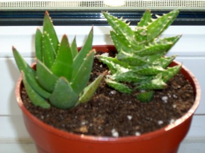 Aloe brevifolia und Aloe squarrosa.jpg