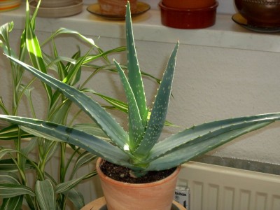 Aloe Vera.jpg