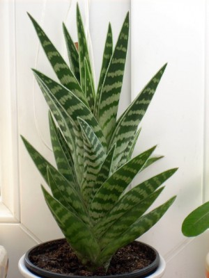 Tigeraloe (Aloe variegata).jpg
