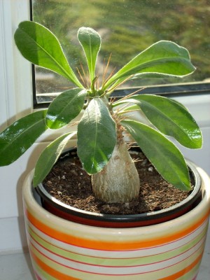 Pachypodium saundersii.jpg