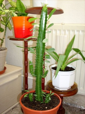Euphorbia trigona.jpg