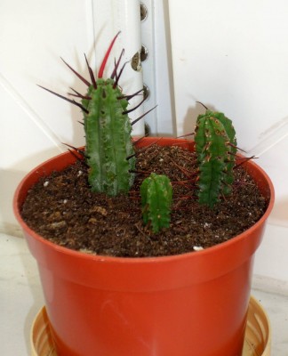 Euphorbia enopla.jpg
