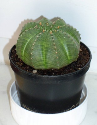 Euphorbia obesa.jpg