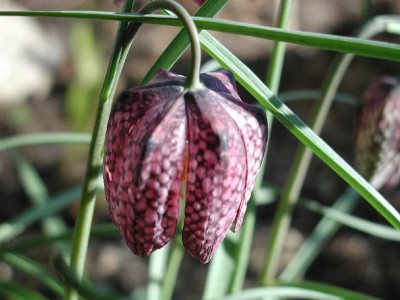 Frittilaria3.jpg