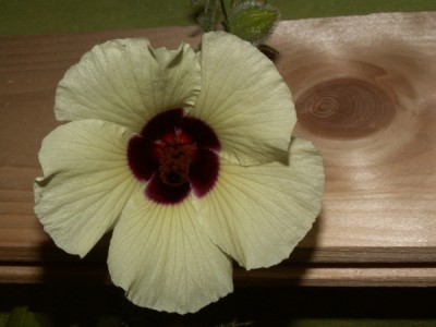Hibi diversifolius1.jpg
