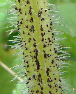 02.05.09 436-schön tückisch.jpg