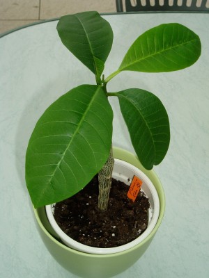 Plumeria.JPG
