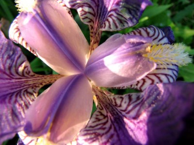 Iris-barbata-violett.JPG
