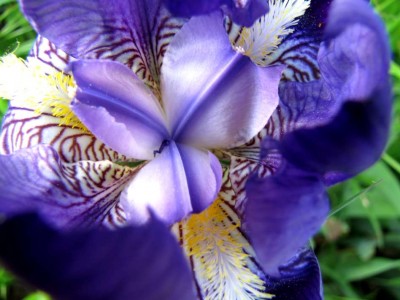 Iris-barbata-blau.JPG