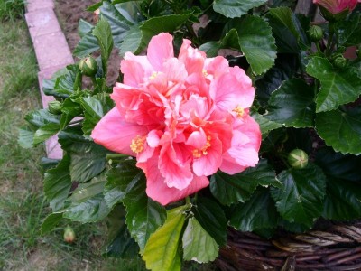 Hibiskus.JPG