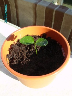 PICT0020.JPG