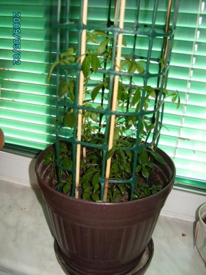PICT0024.JPG