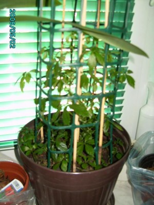 PICT0022.JPG