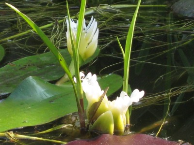 Teich+Pflanzen (3).JPG