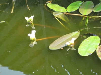 Teich+Pflanzen.JPG