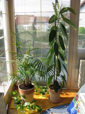 20090502_umtopfaktion_009.jpg
