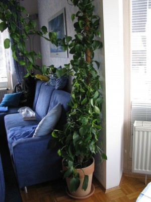 20090502_umtopfaktion_006.jpg