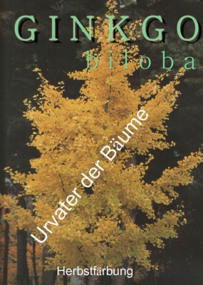 ginkgo herbstbaum Kopie.jpg