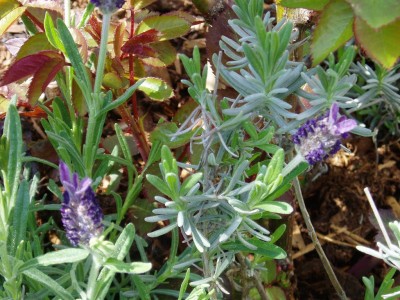 Toscana Lavendel.JPG