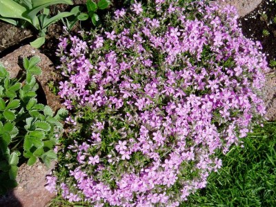 Polsterphlox.JPG