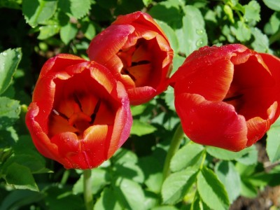 Tulpen ROT ORANGE.JPG