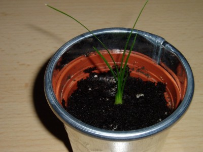 Elefantenfüßchen.JPG