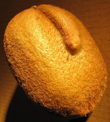 Kiwi, der, - männliche Frucht, ungefährlich.JPG