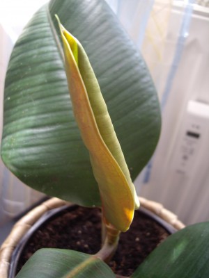 Gummibaum 6kl.JPG