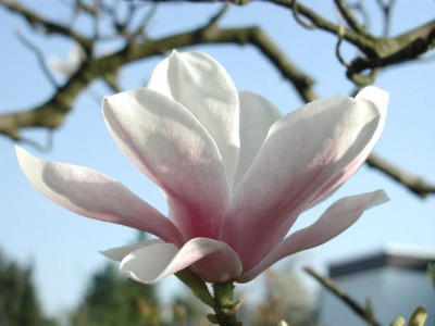 Magnolie12.jpg
