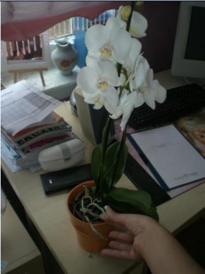 phalaenopsis.jpg