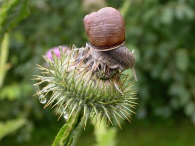 mutige Schnecke1.JPG