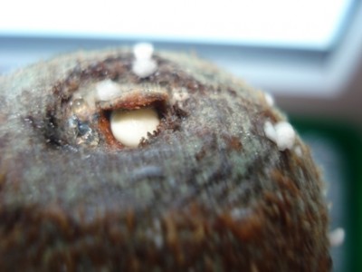 Makalani Wurzelanfang.jpg