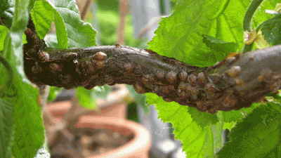 bild2.gif