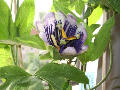 IMGP1835g.jpg