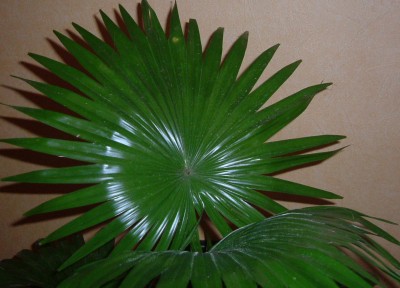DSCF0641.JPG