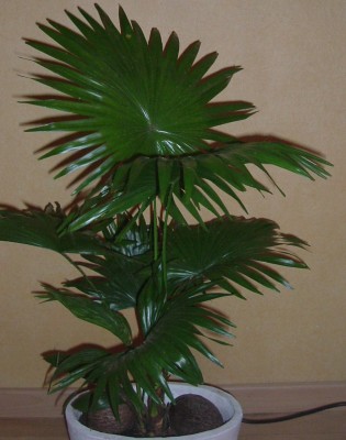 DSCF0645a.JPG