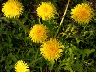 Taraxacum-officinale.JPG