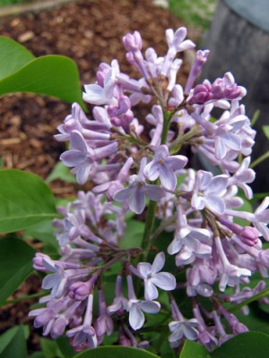 blueht_flieder_lila.jpg