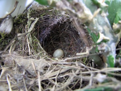 nest.jpg