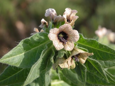 Hyoscyamus-niger.jpg