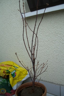Acer.jpg