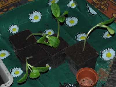 zucchini2.JPG