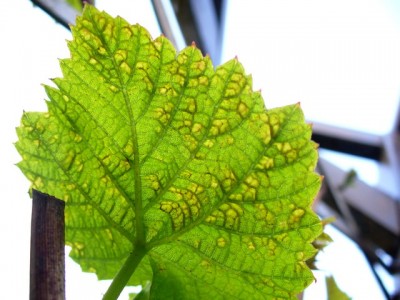 Blatt von unten.jpg