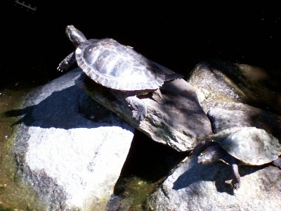 Wasserschildis.jpg