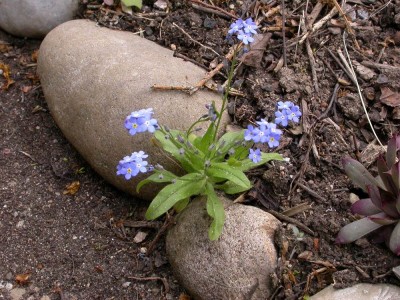 Vergissmeinnicht1.JPG