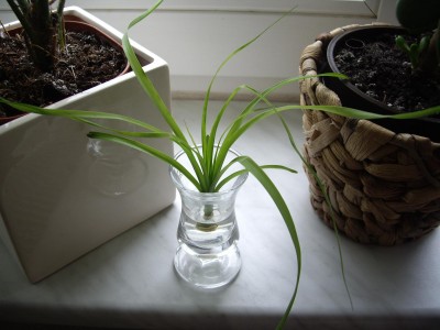 Elefantenfuß..JPG