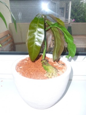 Mango 060509.JPG